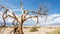 Dead trees in Death Valley National Park