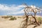 Dead trees in Death Valley National Park