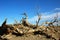 Dead trees in the desert