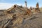 Dead trees in desert