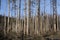 Dead trees in a dried forest. Global warming