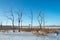 Dead trees and dry grass at wasteland in winter