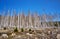 Dead trees in the dying forest in Germany. Through climate change, drought and bark beetles. Dynamics through motion blur