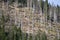 Dead trees in the forest. This photograph depicts drought and climate change conditions