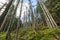 Dead trees in forest. Withered pine after air pollution. Environmental background