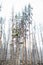 Dead Trees Forest - Yellowstone National Park