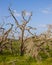 Dead trees and green grasses against a blue sky