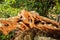 Dead trees that had decayed over time were hardwood, showing the beautiful texture of the wood on the mountains in the deep forest