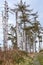 Dead trees in the Harz