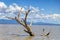 Dead trees on Lake Baringo