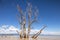 Dead trees on Lake Baringo