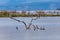 Dead trees on Lake Baringo