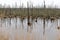 Dead trees in the lake. Dead trees in a swamp. Dead trees in a water.