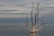 Dead trees on Lake Epecuen. The sky and water merge on the horizon. Branches without leaves on trees submerged in water