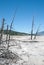 Dead trees on the Main Terrace of Mammoth Hot Springs