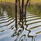 Dead trees make a pattern in a lake in India