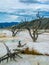 Dead Trees at Mammoth Hot Springs