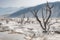 Dead trees at Mammoth Hot Springs, Yellowstone National Park