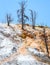 Dead trees in Mammoth Hot Springs, Yellowstone National Park. Travertine Terrace