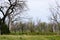 Dead trees mixed with live trees in a field in south dakota