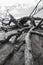 Dead trees on muddy sand near by ocean