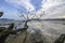 Dead trees on muddy sand near by ocean