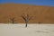 Dead Trees in Namib Desert