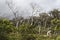 Dead trees in Otway National Park