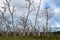 Dead trees in Otway National Park