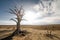 Dead trees over a barren landscape, desertification and food crisis concept. Generative AI illustration