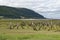 Dead Trees in Saltmarsh