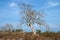 Dead trees in Savanna grasslands