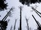 Dead Trees in Silhouette from Below