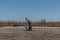 Dead trees at the southern tip of Salton Sea in the summer, California