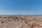 Dead trees at the southern tip of Salton Sea in the summer, California