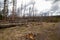 Dead trees standing in Yellowstone National Park, Wyoming with new young trees starting out