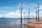 Dead trees sticking out of the water at Lake Kariba