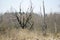 Dead trees in a swampy meadow. Belarusian landscape. A solid spring day in April.