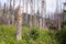 Dead trees in Tatra Mountain, Poland. Old forest. Ecology damaged