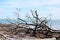 Dead trees, trunks and branches. Dry trees in the mangrove. Dead vegetation.