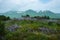 Dead trees in Uzon - a volcanic caldera, Kamchatka Peninsula, Russia