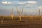 Dead trees at the wasteland of Lake Argyle at sunset with claudy sky as background at the outback in Australia