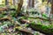 Dead trees wih moss in Zadna Polana primeval forest