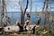 Dead Trees at Yellowstone Lake