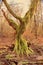 Dead, upright rotting oak in the Sababurg primeval forest