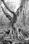 Dead, upright rotting oak in the Sababurg primeval forest, Black and White