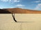 Dead Vlei