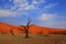 Dead Vlei - Namibia