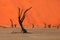 Dead Vlei - Namibia