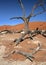 Dead Vlei salt pan - Namibia